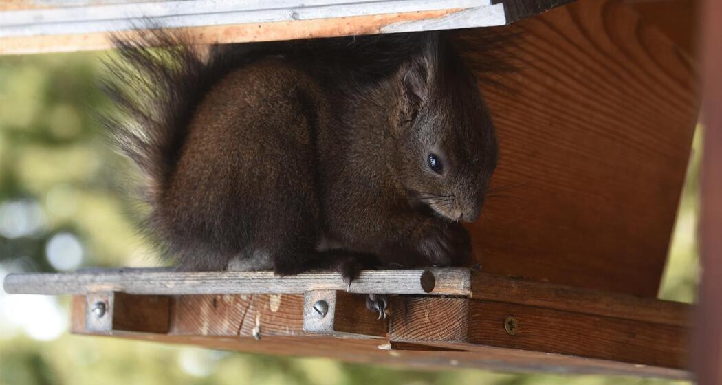 Eichhörnchen im Vogelhaus