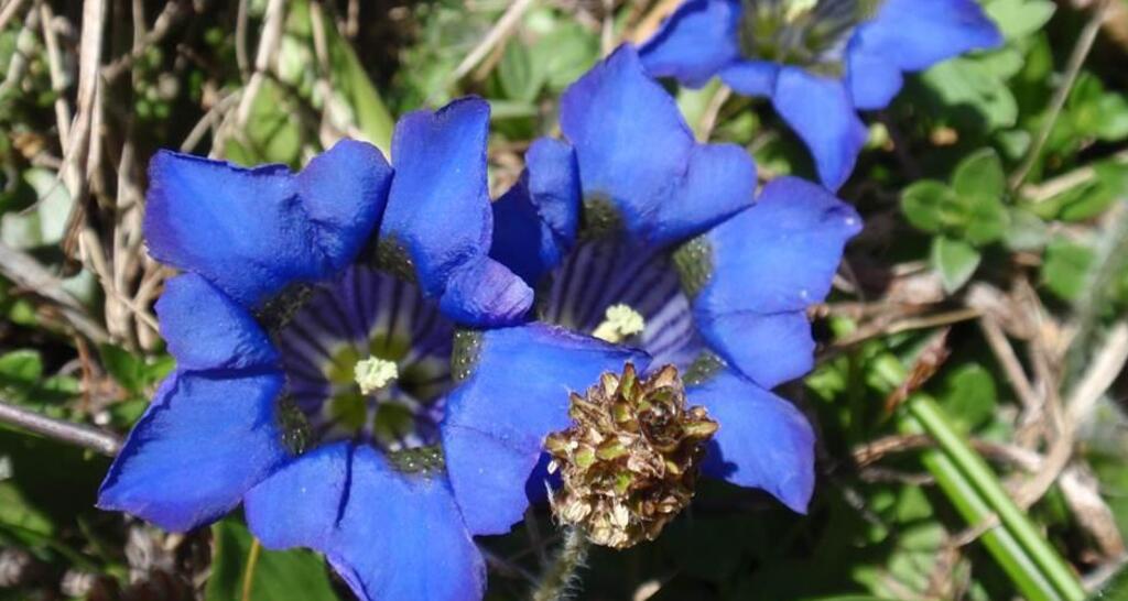 es wird Frühling in Arosa