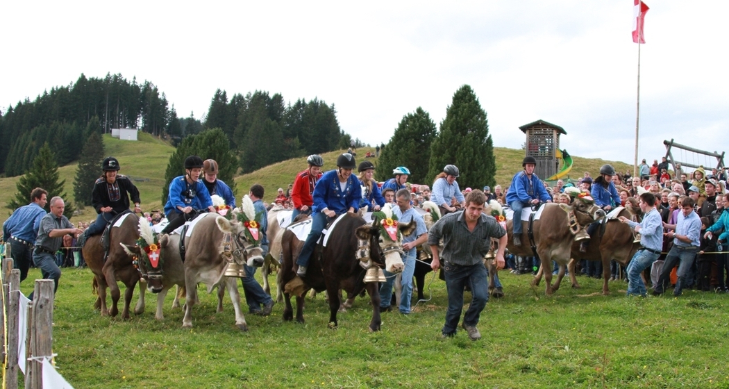 Alpchäsmarkt Flumserberg und Kuhrennen (gdl_264862848_image)