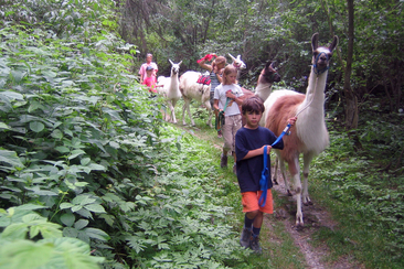 Mit Lamas unterwegs – individuelle Lamatrekking-Touren (gdl_274856423_image)