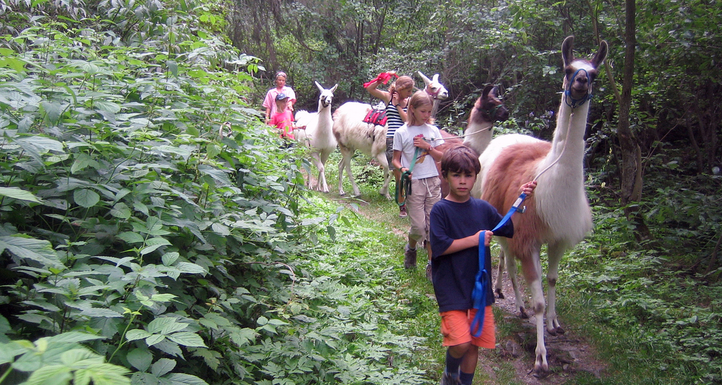 Mit Lamas unterwegs – individuelle Lamatrekking-Touren (gdl_274856423_image)