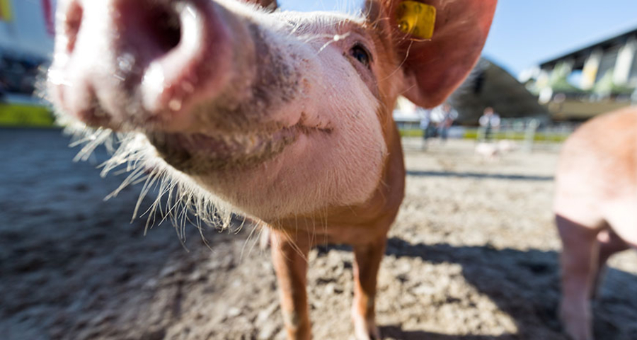 83. OLMA – Schweizer Messe für Landwirtschaft und Ernährung (gdl_483369324_image)