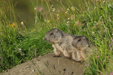 Frühmorgendliche Wildbeobachtung in der Zwischensaison (gdl_510661863_image)