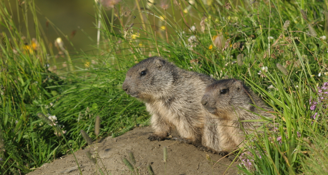Frühmorgendliche Wildbeobachtung in der Zwischensaison (gdl_510661863_image)