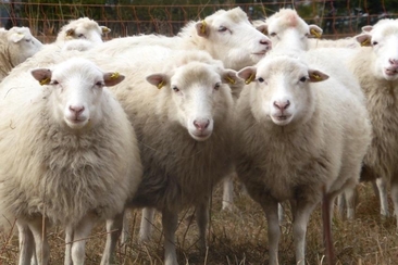 Schau-Stall (gdl_525472182_image)