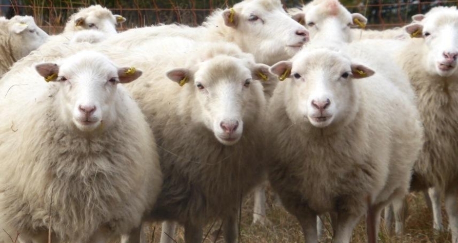 Schau-Stall (gdl_525472182_image)