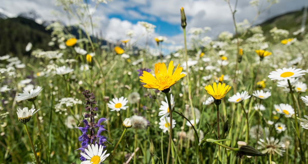 Wildkräuterwerkstatt (gdl_544517681_image)