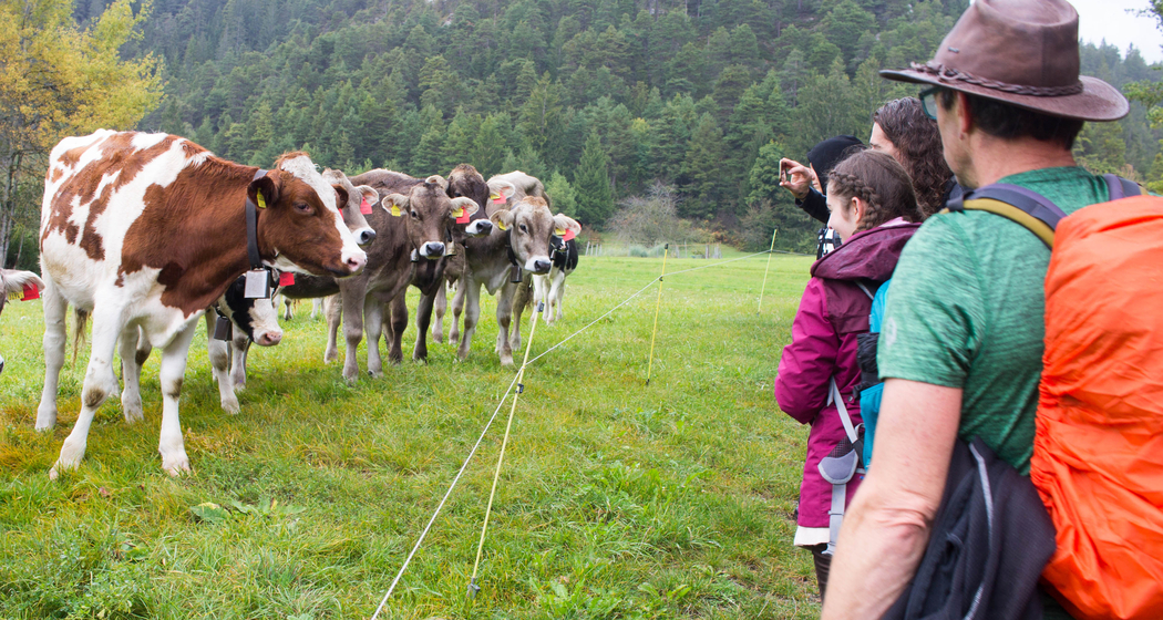 7. Jugend-Pilgertag GR (gdl_551883948_image)
