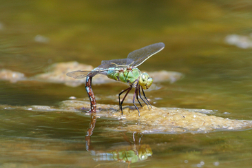 Fotografie Workshop "Kleine Welt ganz gross" (gdl_564249466_image)