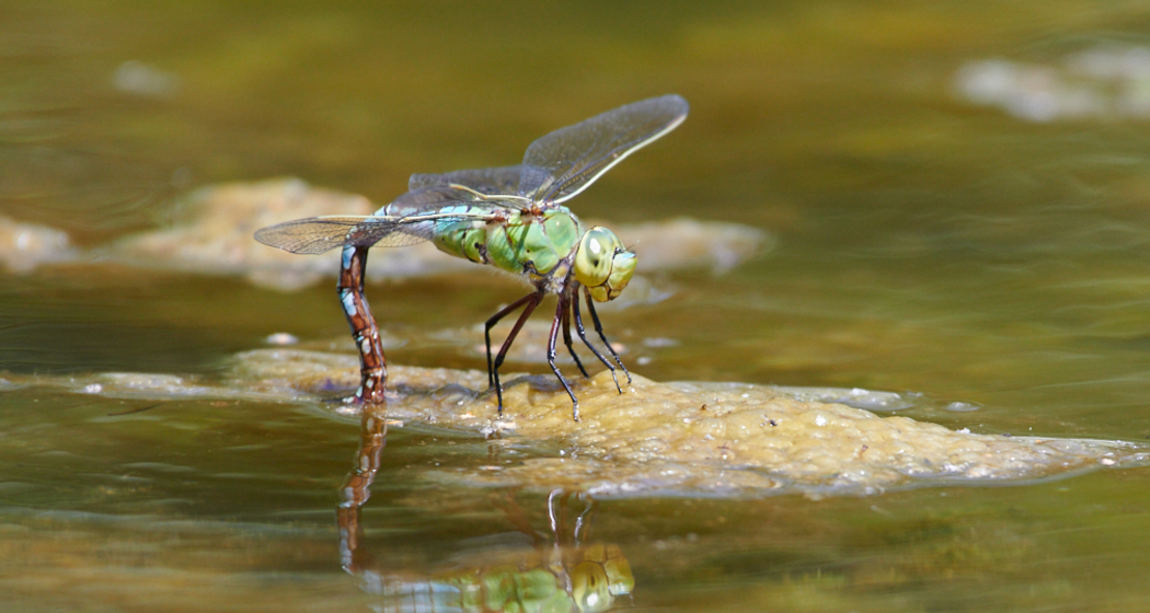 Fotografie Workshop "Kleine Welt ganz gross" (gdl_564249466_image)