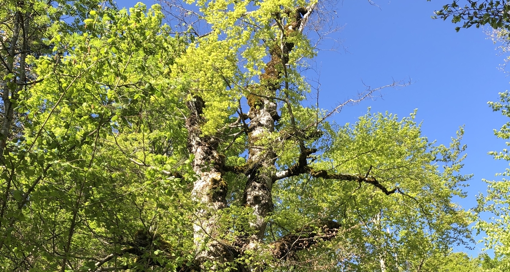 Geologische und geschichtliche Wanderung im Uraltbuchenwald (gdl_595213104_image)