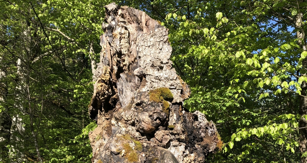 Geologische und geschichtliche Wanderung im Uraltbuchenwald (gdl_595213105_image)
