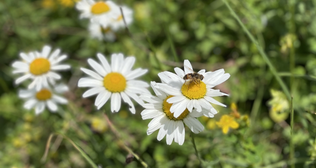 Seniorentreff im Senesca (gdl_664637265_image)