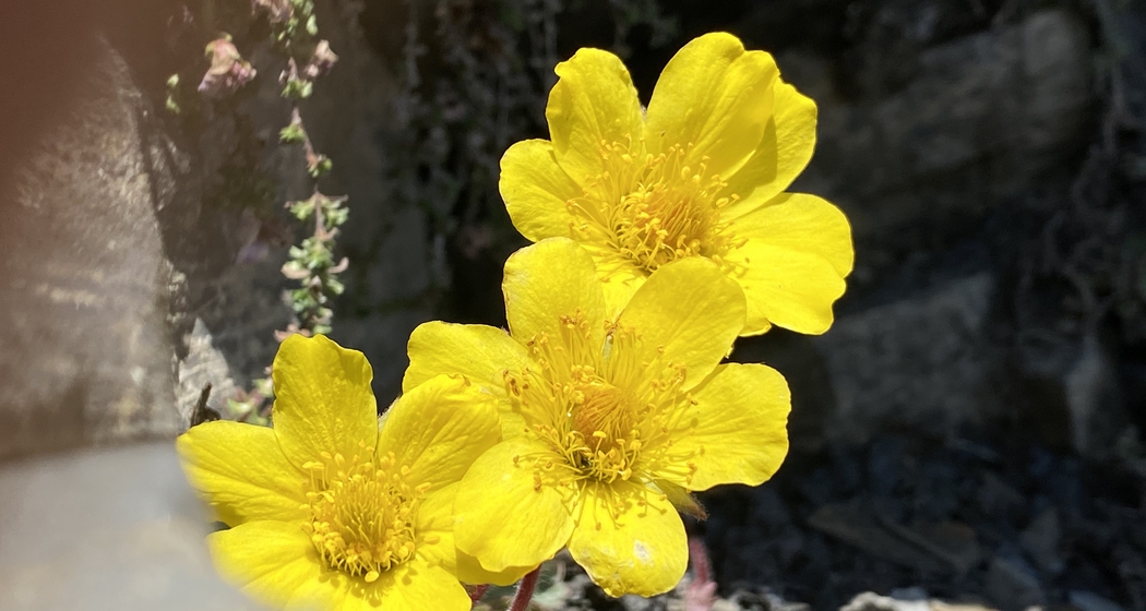 Seniorennachmittag (gdl_665014075_image)