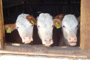 Stallbesuch auf dem Tossa Hof in Avers-Pürd (gdl_668535832_image)
