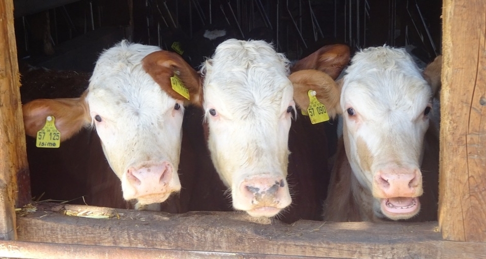 Stallbesuch auf dem Tossa Hof in Avers-Pürd (gdl_668535832_image)