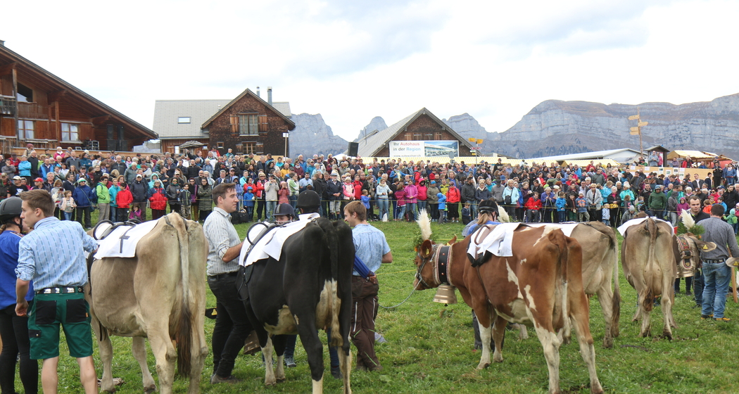Alpchäsmarkt Flumserberg und Kuhrennen (gdl_714044949_image)