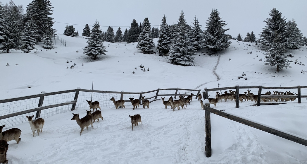 Damhirsch-Besichtigung (gdl_725583270_image)