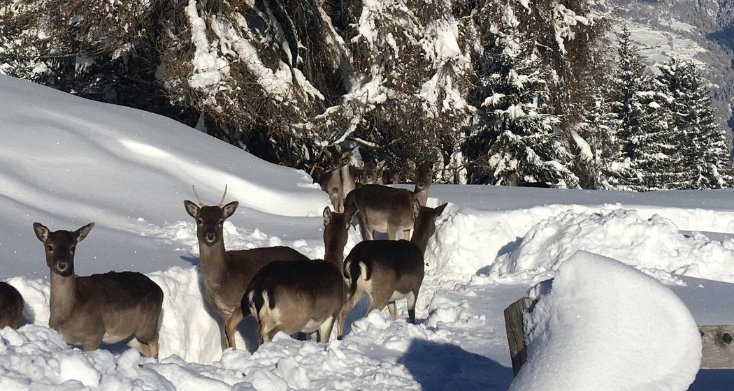 Damhirsch-Besichtigung (gdl_725583271_image)