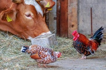 Stallbesuch auf dem Hof Loi in Avers-Cröt (gdl_727285258_image)