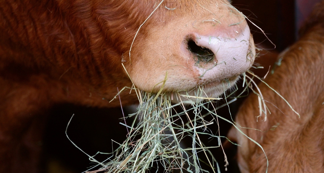 Stallbesuch auf dem Biohof Am Bach (gdl_728229917_image)
