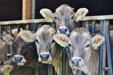 Stallbesuch auf dem Hof Egger (gdl_729210699_image)