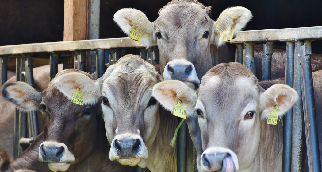 Stallbesuch auf dem Hof Egger (gdl_729210699_image)