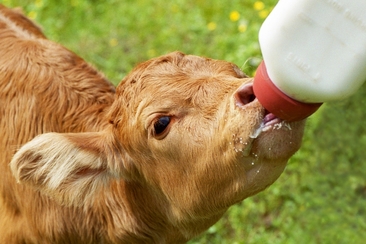 Stallbesuch auf dem Hof Bruneir am Heinzenberg (gdl_729214938_image)
