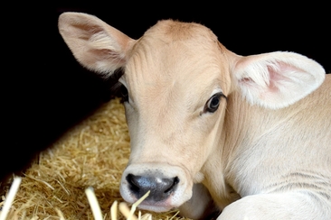 Stallbesuch auf dem Hof Urban Battaglia (gdl_729217586_image)