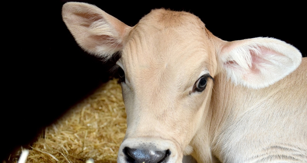 Stallbesuch auf dem Hof Urban Battaglia (gdl_729217586_image)