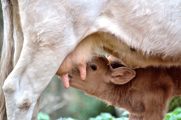 Stallbesuch auf dem Hof Stefan Battaglia (gdl_729217990_image)