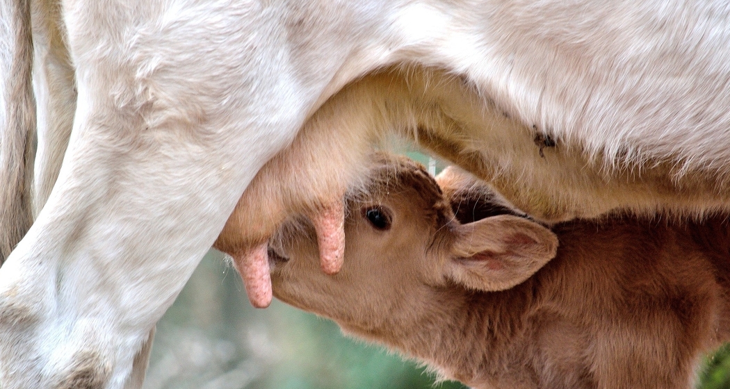Stallbesuch auf dem Hof Stefan Battaglia (gdl_729217990_image)