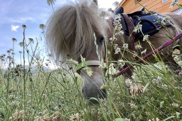 Ponyreiten auf der Piazza Catrina (gdl_753864856_image)