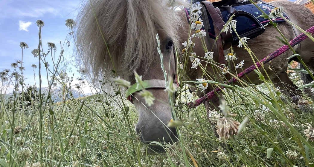 Ponyreiten auf der Piazza Catrina (gdl_753864856_image)