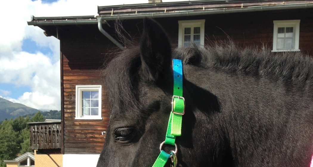 Ponyreiten auf der Piazza Catrina (gdl_753864857_image)