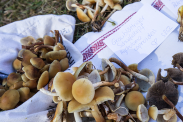 Mushroom hike for educational purposes with a culinary highlight (gdl_768440051_image)