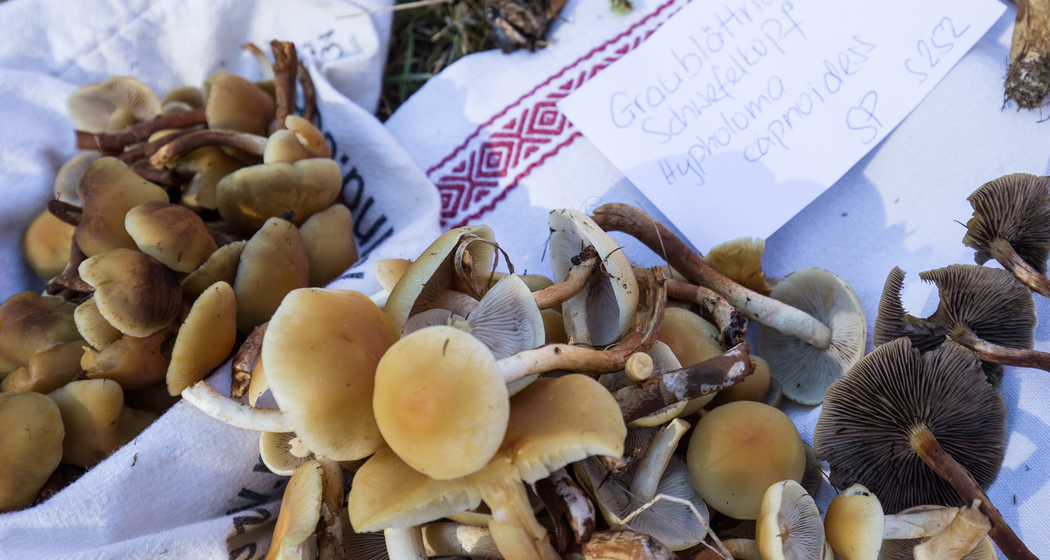 Pilzwanderung zu Lehrzwecken mit kulinarischem Höhepunkt (gdl_768440051_image)