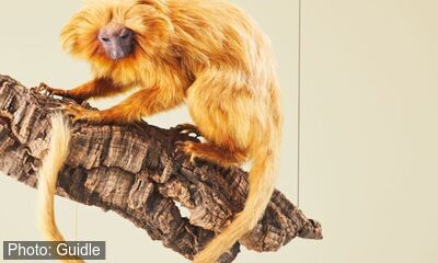 Ammoniten & Donnerkeil: Fossilienwelt