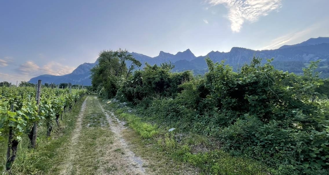Spaziergang durch herrschaftliche Rebberge (gdl_792549369_image)