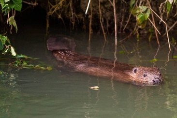 Beaver excavator Yellow-bellied toad (gdl_792555652_image)