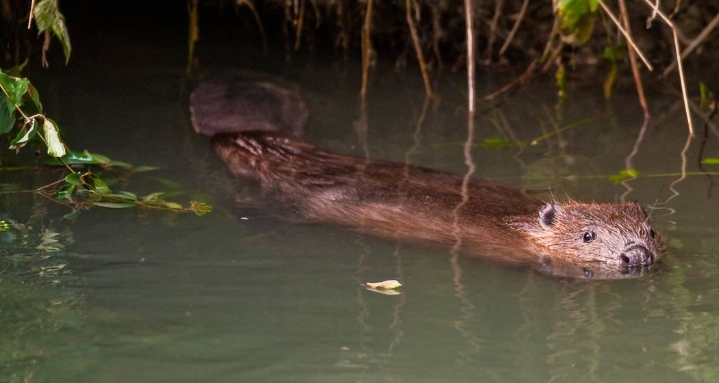 Biber Bagger Gelbbauchunke (gdl_792555652_image)