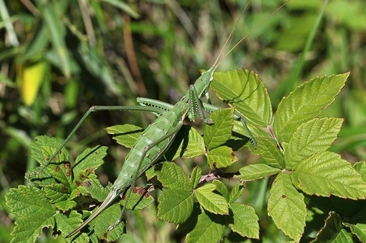 Heuschrecken am Zielhang (gdl_792561566_image)