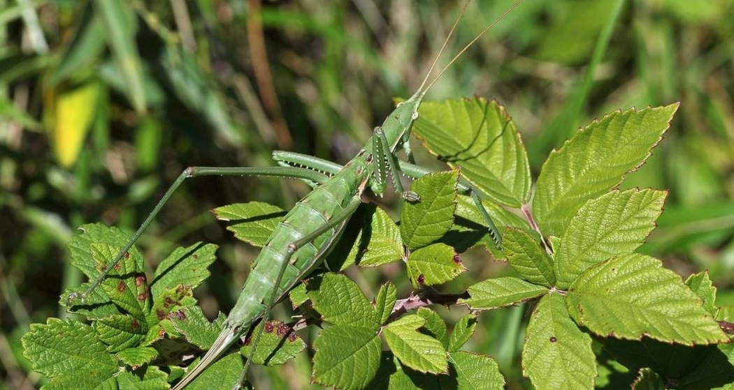 Heuschrecken am Zielhang (gdl_792561566_image)