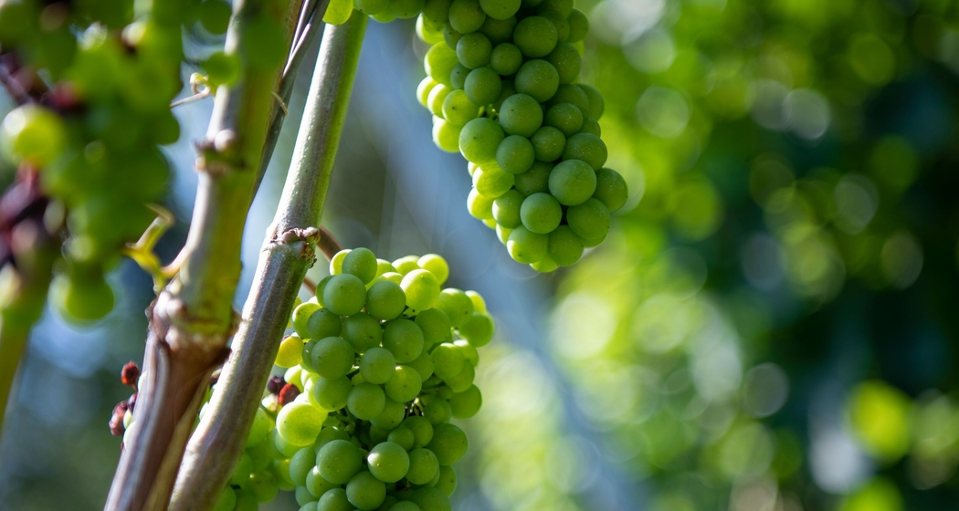 Weinfest Maienfeld (gdl_794727524_image)