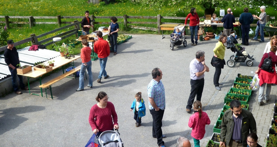 Setzlingsmarkt (gdl_805760635_image)