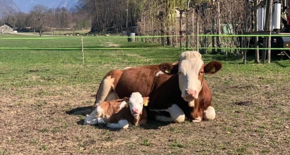 1. August-Brunch: Azienda Agricola Gianella (gdl_806027058_image)