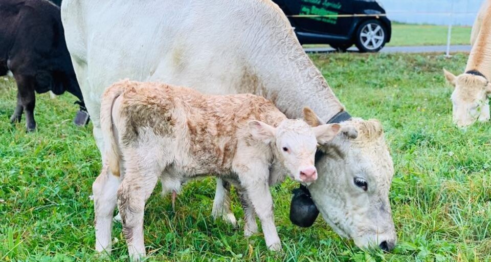 1. August-Brunch: Azienda Agricola Gianella (gdl_806027138_image)
