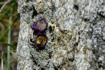 Das heimliche Leben der Wildbienen (gdl_810858631_image)