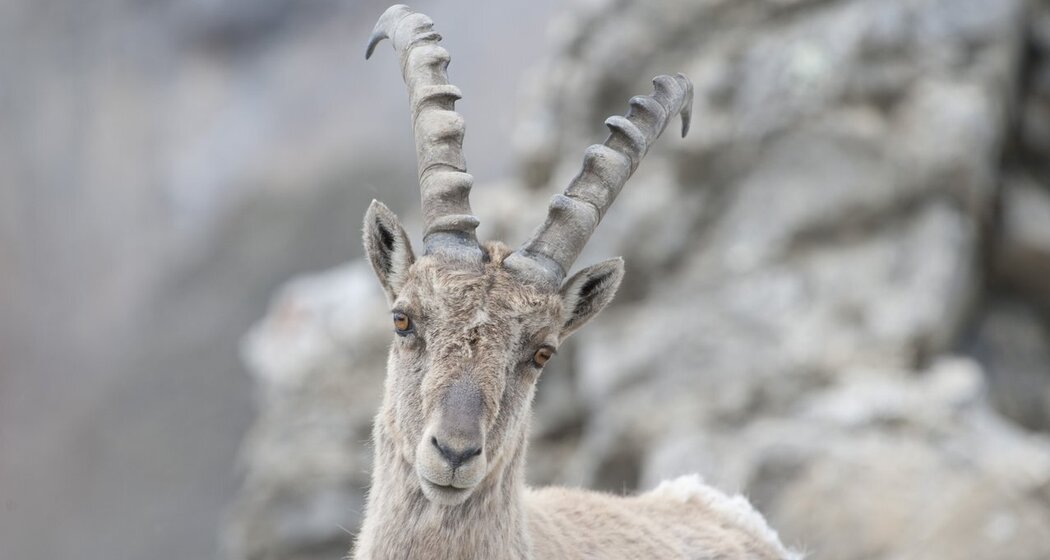 Wildbeobachtung Mot Tavrü (gdl_810858726_image)