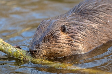 Bibertour (gdl_810858831_image)